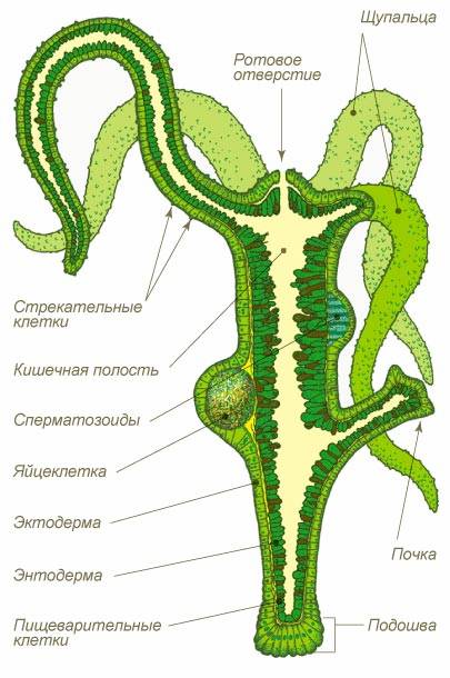 Kraken ссылка tor официальный сайт